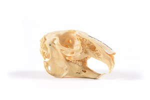 Image description is not available for 2015.4.15